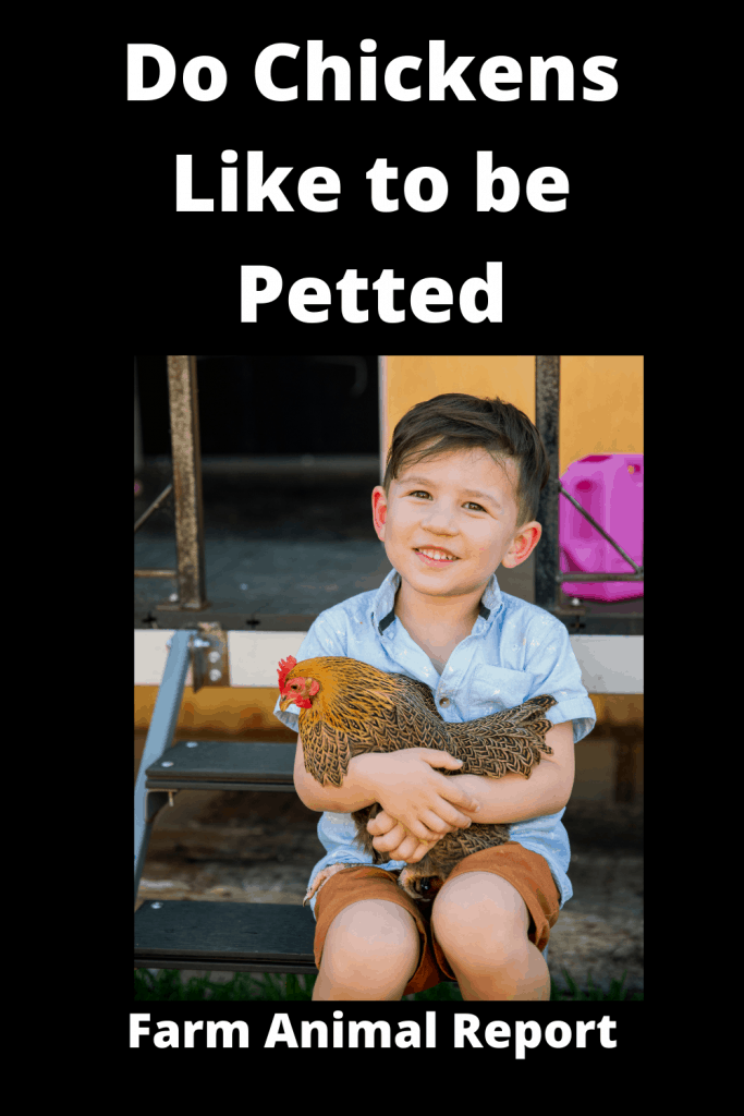 Do Chickens Like to be Petted - Absolutely 3 Do Chickens Like to be Petted - Absolutely 2