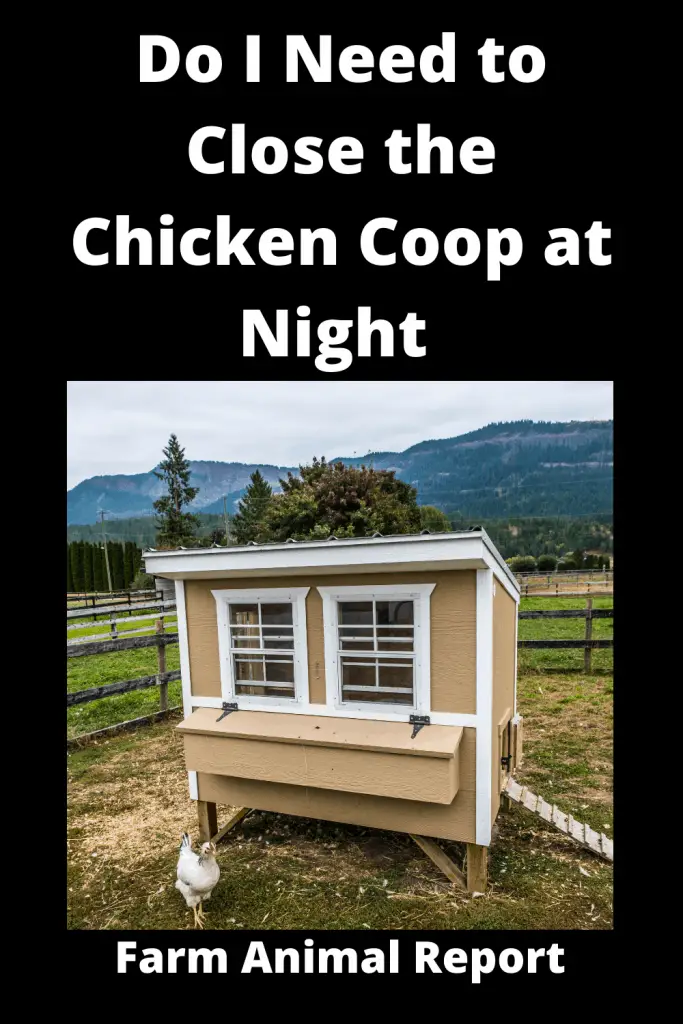 Do I Need to Close the Chicken Coop at Night **SLEEP TIGHT** 3