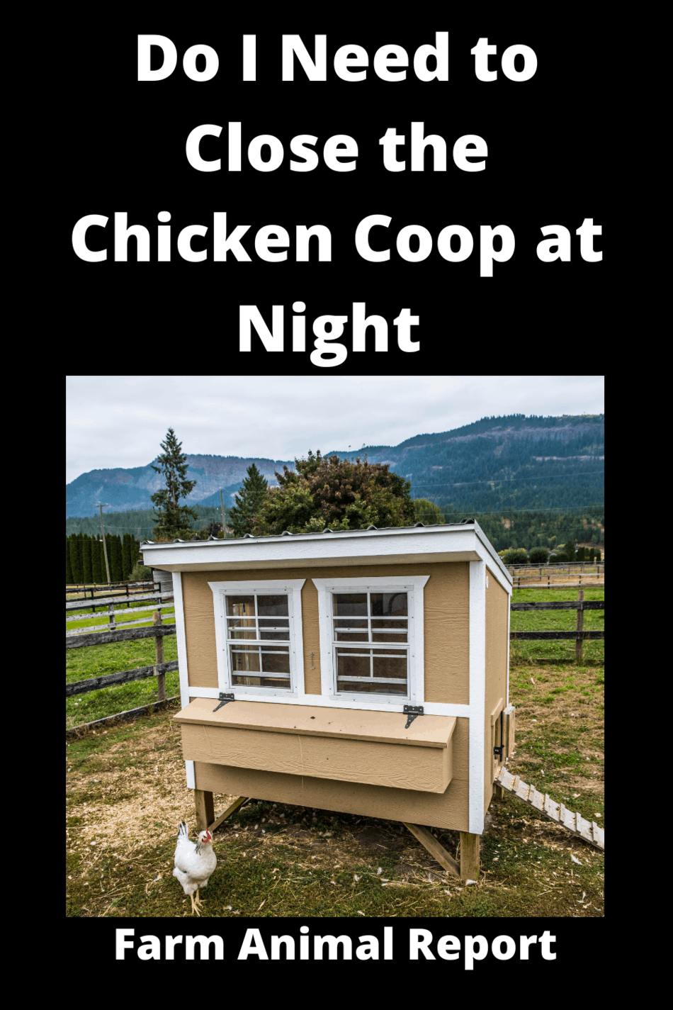 Do I Need To Close The Chicken Coop At Night **SLEEP TIGHT**