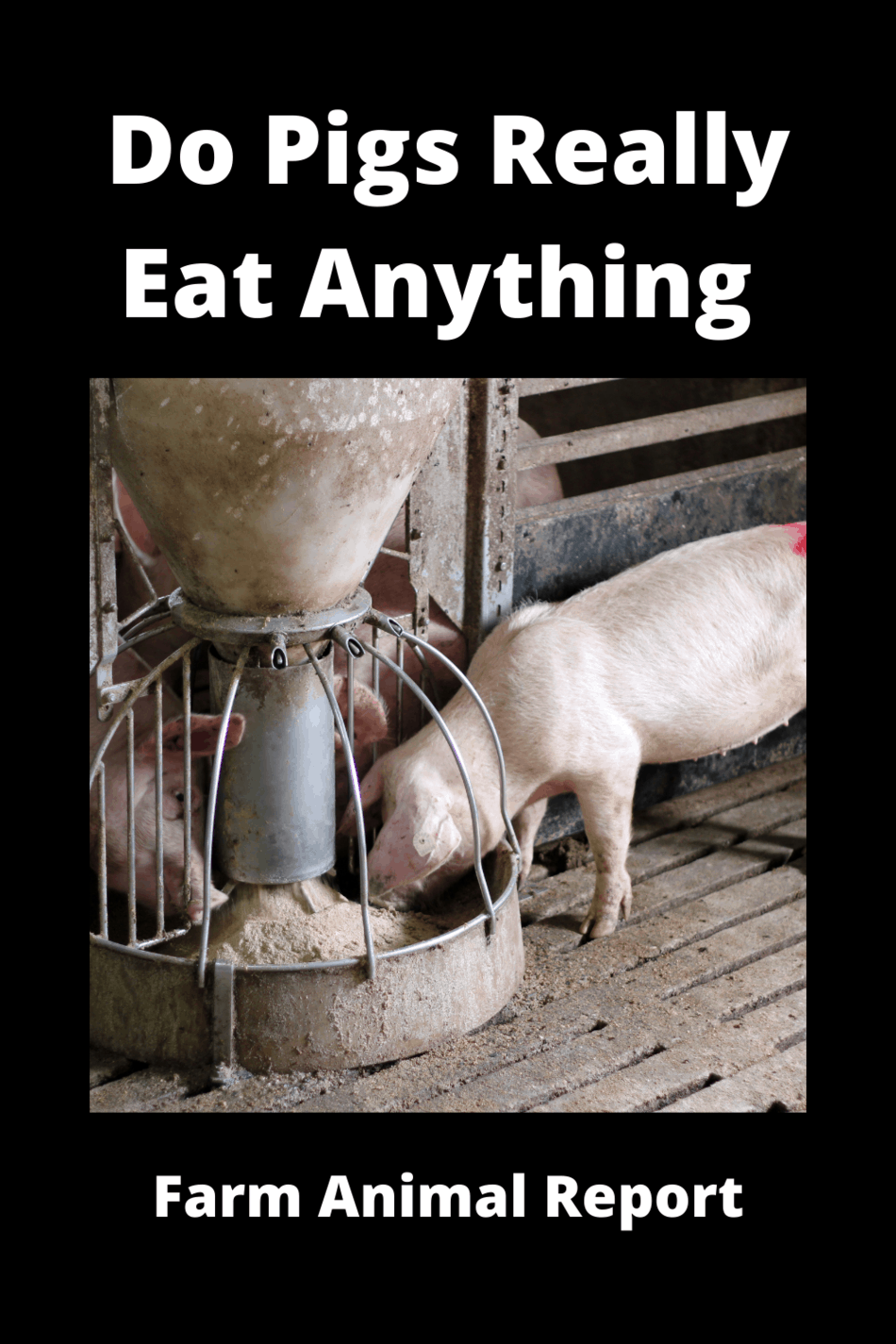 Do Pigs Eat Anything/ What do Pigs Eat? Farm Animal Report