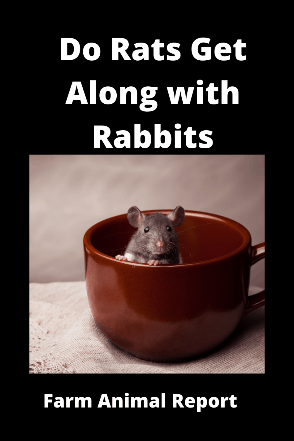 7 Delicacies Do Rats Eat Rabbits (2024) Rabbit Rats PDF Farm