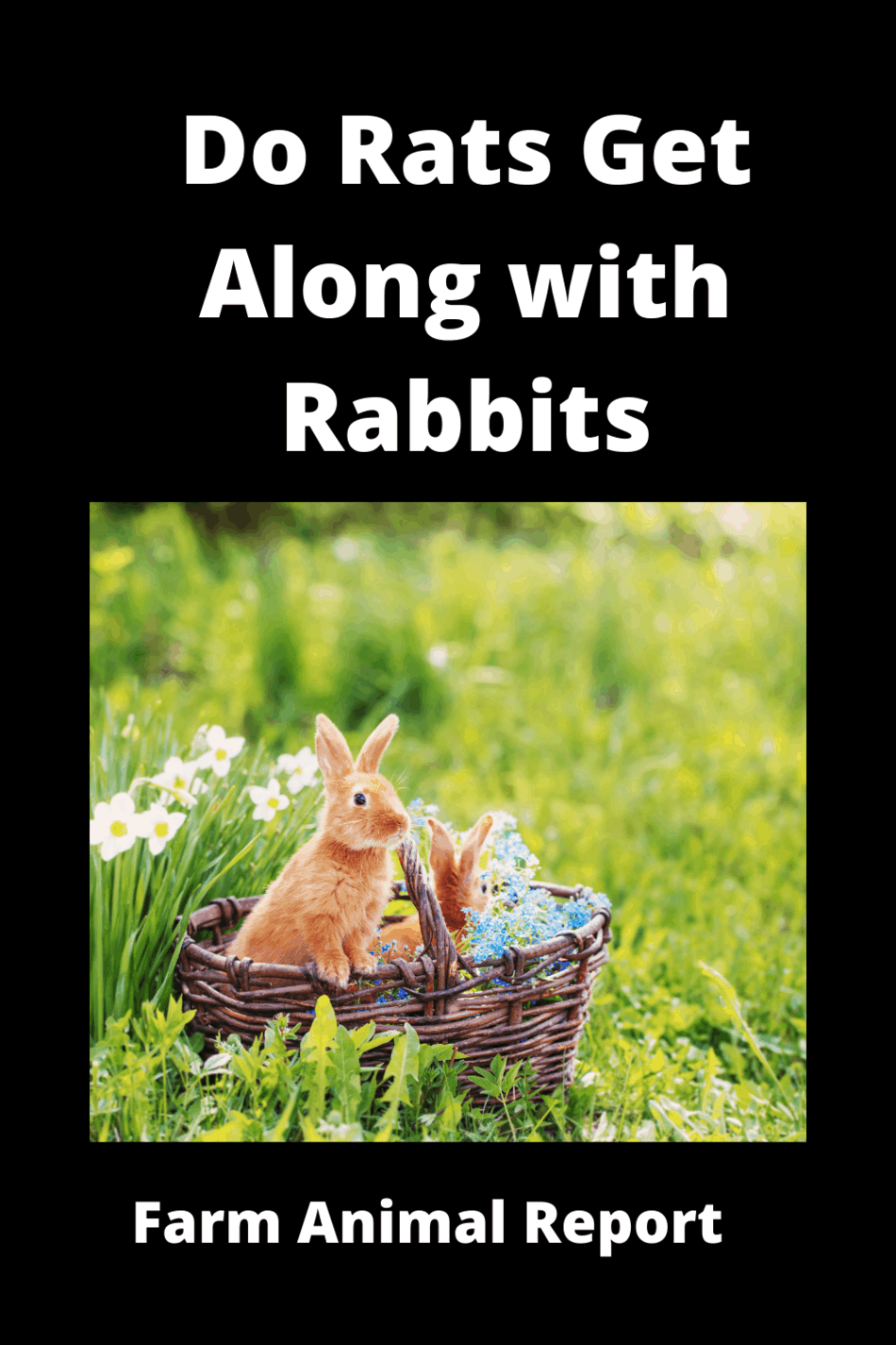 7 Delicacies Do Rats Eat Rabbits (2024) Rabbit Rats PDF Farm