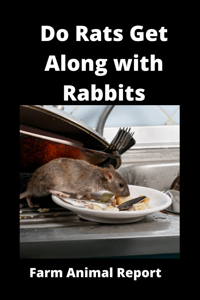 Do Rats Get Along With Rabbits Farm Animal Report