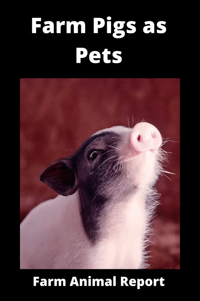 Farm Pigs as Pets - 25 Reasons Why Not 2