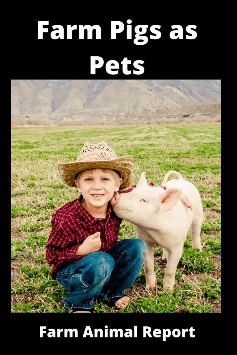 Farm Pigs As Pets 25 Reasons Why Not