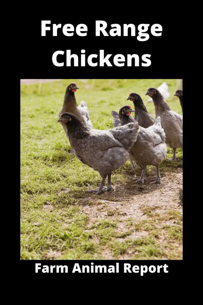 Free Range Chicken Farming **GO BIG** 1