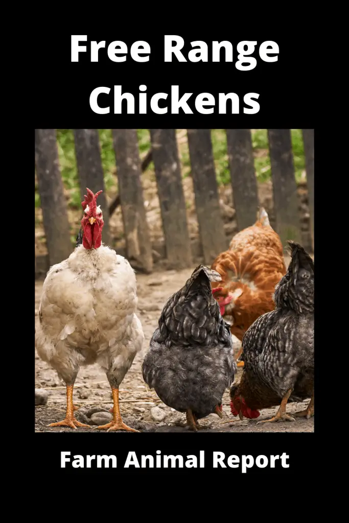 Free Range Chicken Farming **GO BIG** 4