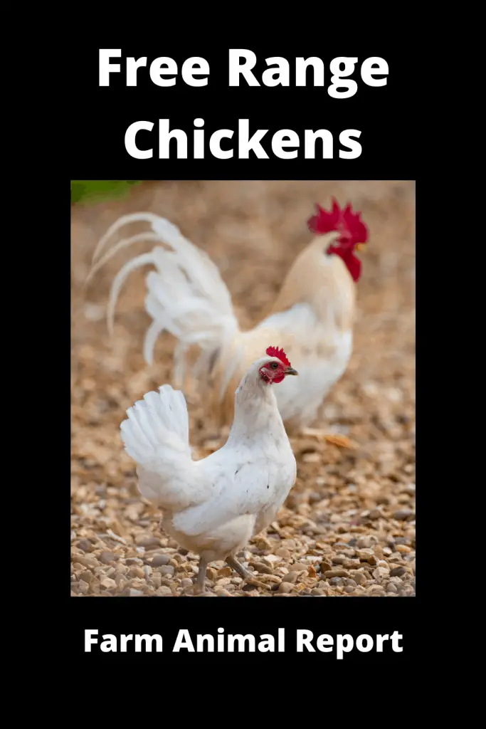 Free Range Chicken Farming **GO BIG** 6