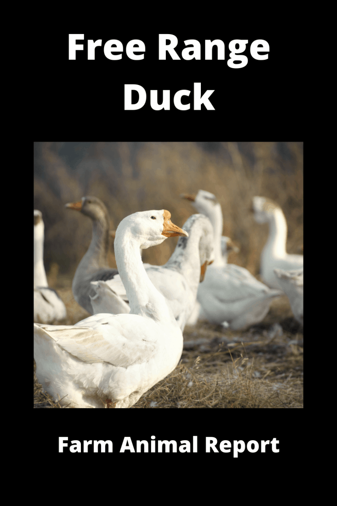 Free Range Duck Homesteading 6