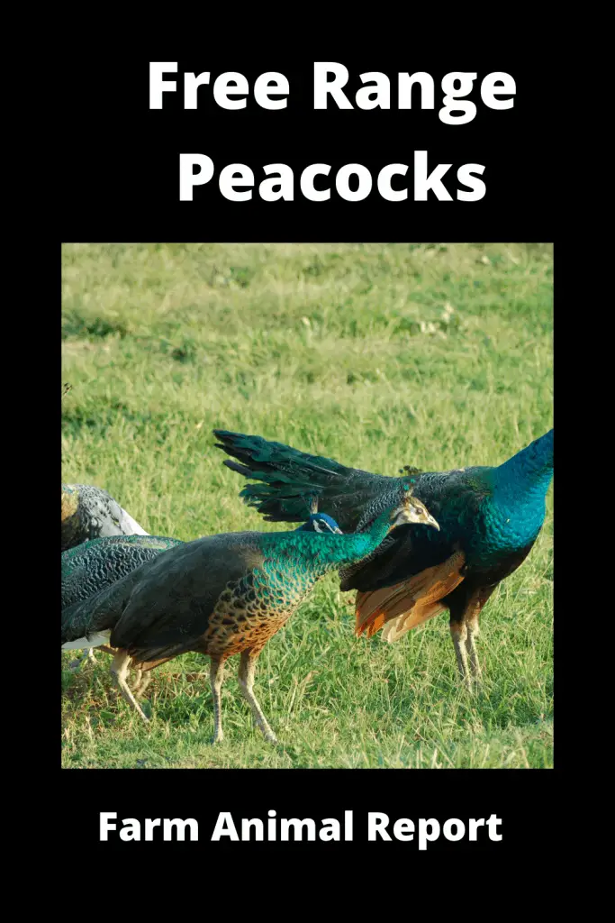 Free Range Peacocks (with Videos) 1