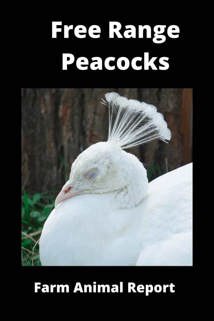 Free Range Peacocks (with Videos) 2