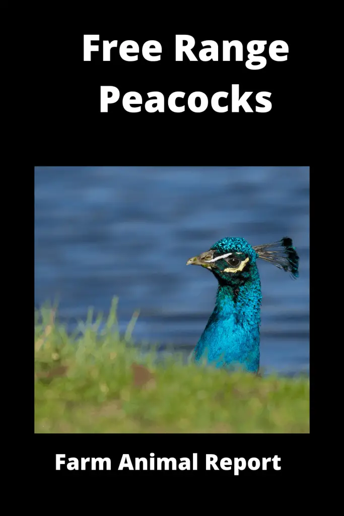 Free Range Peacocks (with Videos) 3