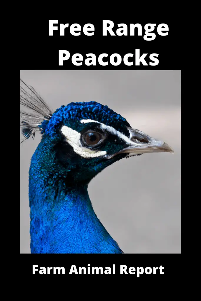Free Range Peacocks (with Videos) 4