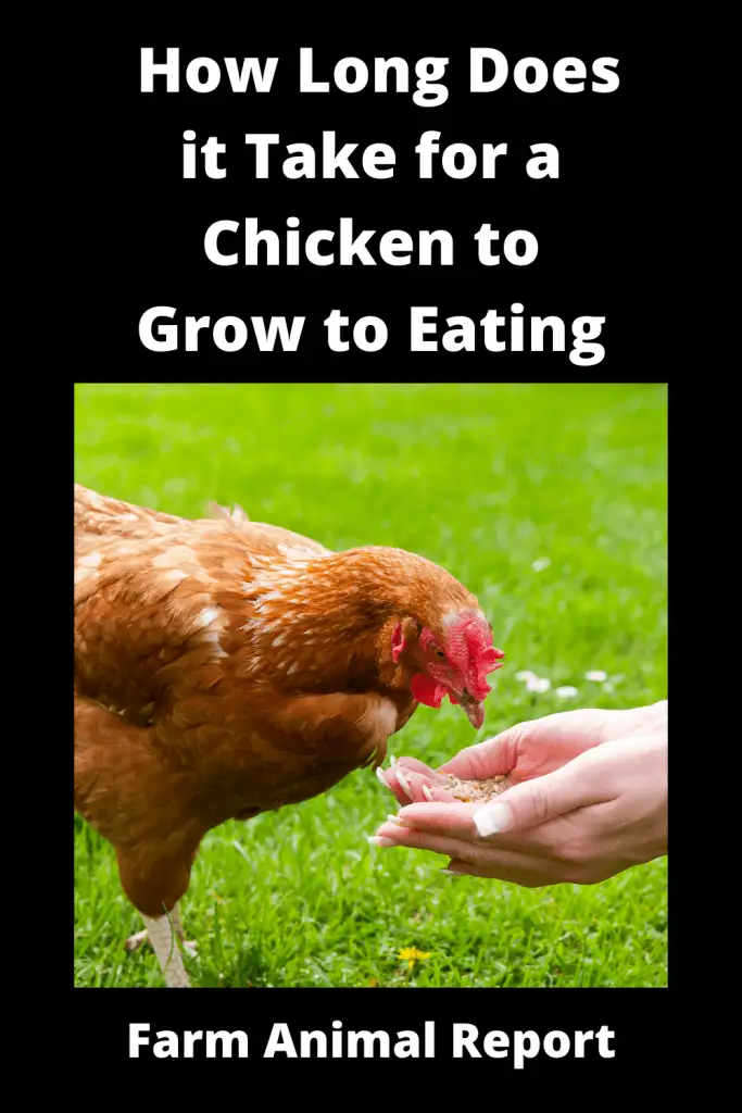 how long does it take for a chicken to grow
There are several factors that determine how fast do chickens grow. The breed of chicken is one factor. Some chicken breeds have been bred to mature faster than others. The age when chickens are started on a growth-promoting diet is another factor. Chickens that are started on a diet earlier in life will tend to grow faster than those that are started later. The amount of food that chickens eat also affects their rate of growth. Chickens that eat more food will grow faster than those that eat less. Finally, the environment in which chickens are raised can affect their rate of growth. Chickens that are kept in warm, clean conditions will typically grow faster than those kept in cold, cramped conditions. By understanding these factors, you can help ensure that your chickens reach their full potential size.