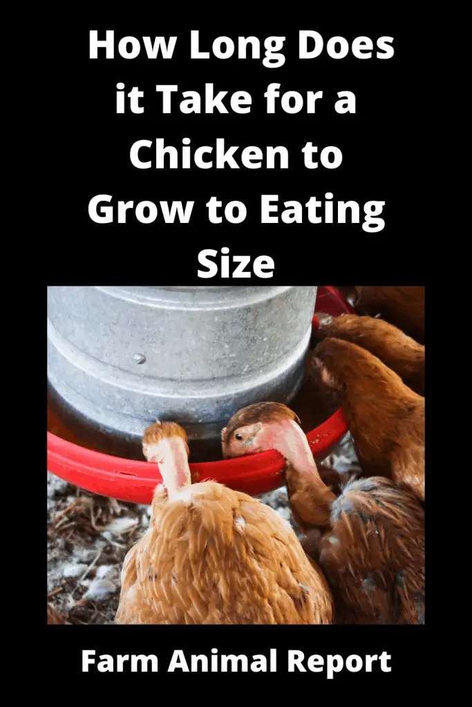 how long does it take for a chicken to grow
Some folks swear by Rhode Island Reds, while others are more partial to Orpingtons. When it comes to choosing a chicken breed for egg-laying, there are a lot of factors to consider. But if you're looking for a fast-growing chicken that will get big in a hurry, there are a few breeds that stand out from the flock. One of the fastest-growing chickens is the Cornish Cross. This breed can put on up to 3 pounds of weight in just 6 weeks. For comparison, most other chicken breeds take about 16 weeks to reach full size. Another fast-growing chicken is the Jersey Giant. This heritage breed is known for its large eggs and hearty appetite. While it takes slightly longer to reach full size than the Cornish Cross, the Jersey Giant can bulk up quickly once it hits its growth spurt. If you're looking for a fast-growing chicken that will get big in a hurry, the Cornish Cross and Jersey Giant are two breeds that should be at the top of your list.