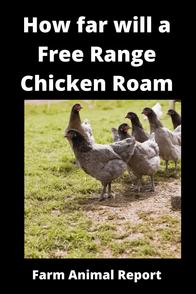 7 Proven Tips: How Far will Free Range Chickens Roam **2023** 3