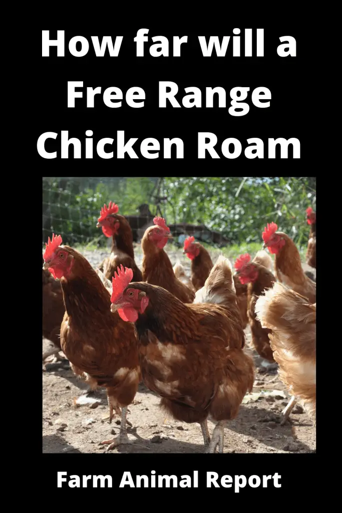 7 Proven Tips: How Far will Free Range Chickens Roam **2023** 4