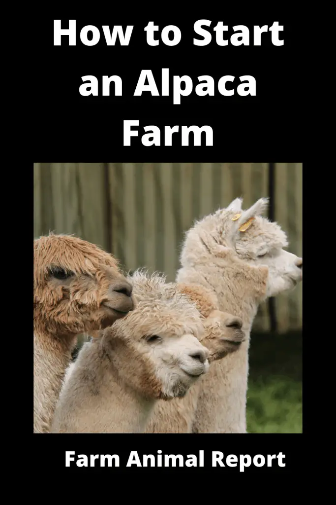 How to Start an Alpaca Farm **FEED & BREED** 2