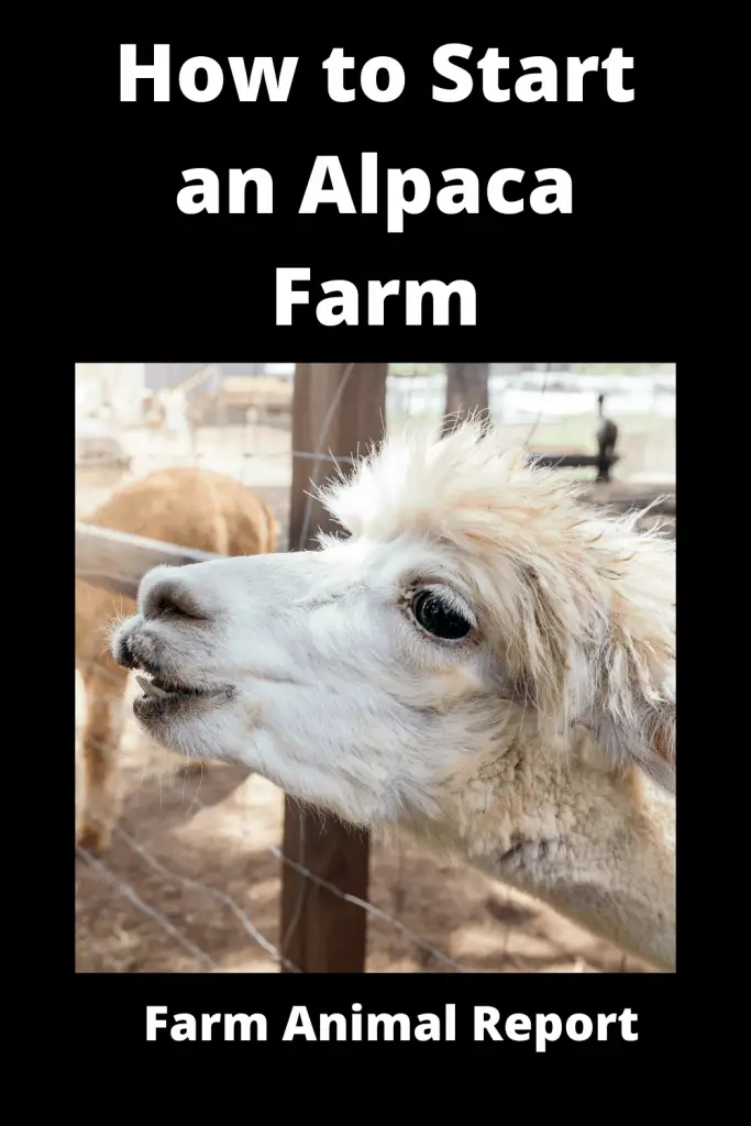 How to Start an Alpaca Farm **FEED & BREED** 3