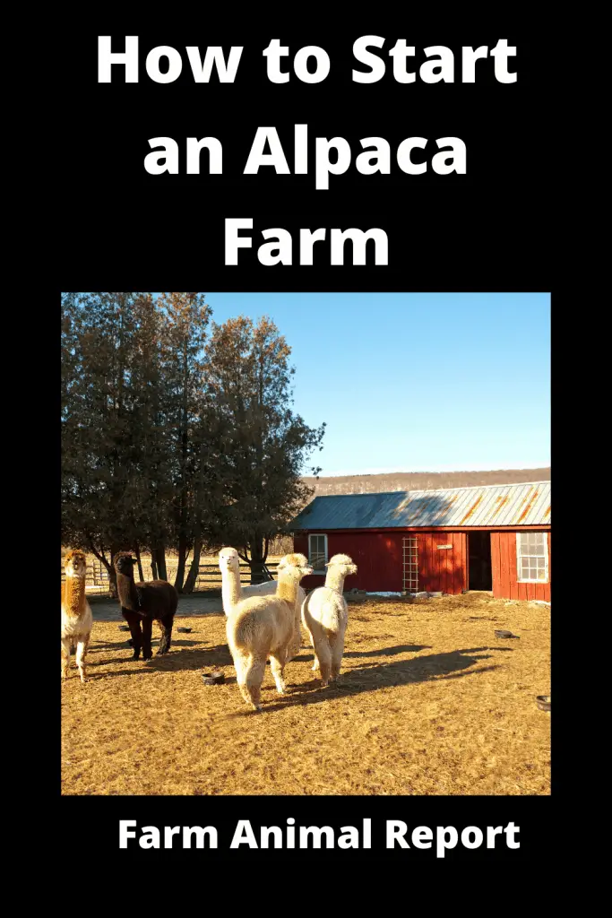 How to Start an Alpaca Farm **FEED & BREED** 1