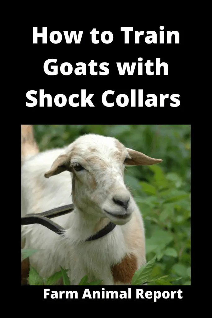 Do Shock Collars Work on Goats? 3