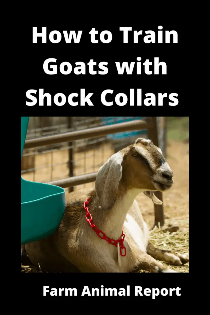 Do Shock Collars Work on Goats? 2