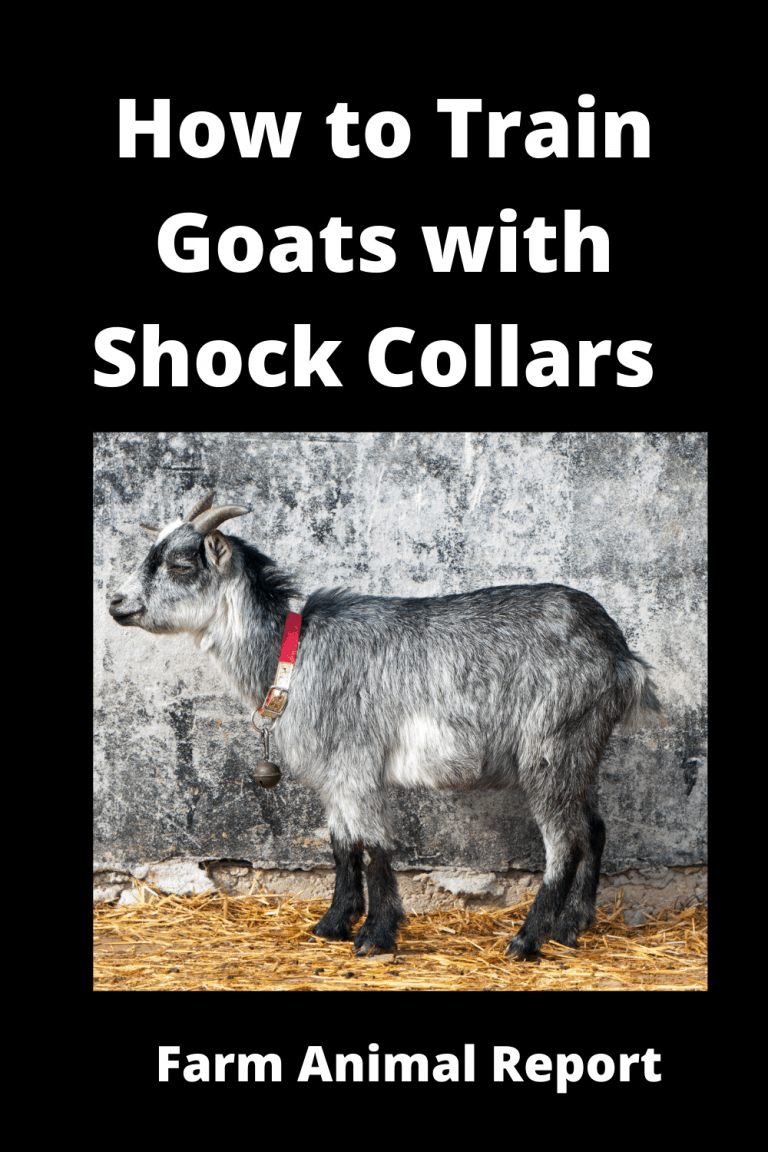 Do Shock Collars Work On Goats?