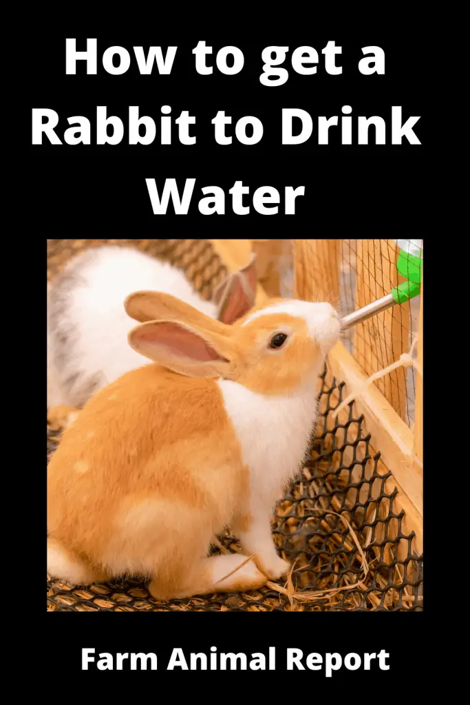  11 Ways How to Get a Rabbit to Drink Water (2022) 2