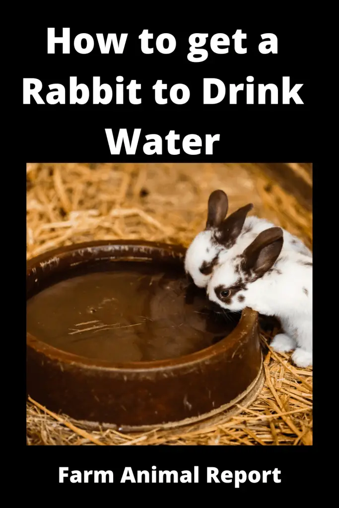  11 Ways How to Get a Rabbit to Drink Water (2022) 4