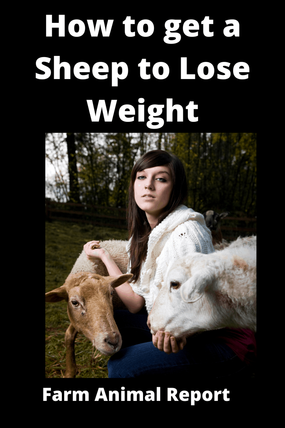 Over WeightSheep Sheep To Lose Weight The Farm Diet Farm Animal Report