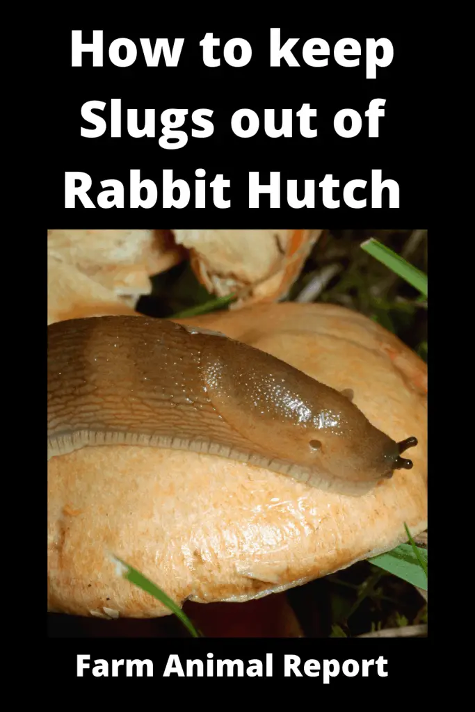 7 Simple Solutions: How to Keep slugs out of Rabbit Hutch (2023) 2