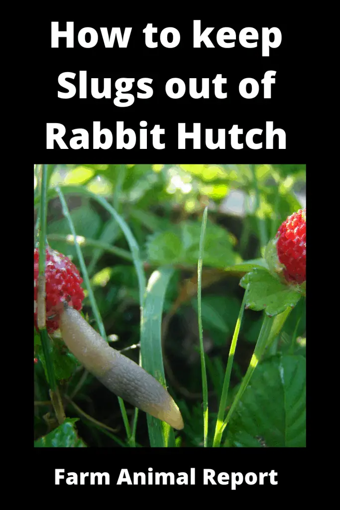 7 Simple Solutions: How to Keep slugs out of Rabbit Hutch (2023) 3
