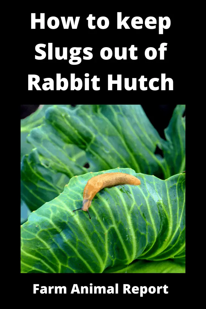 7 Simple Solutions: How to Keep slugs out of Rabbit Hutch (2022) 1