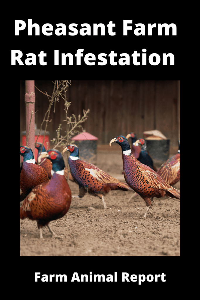 Pheasant Farm Rat Infestation What to do 3