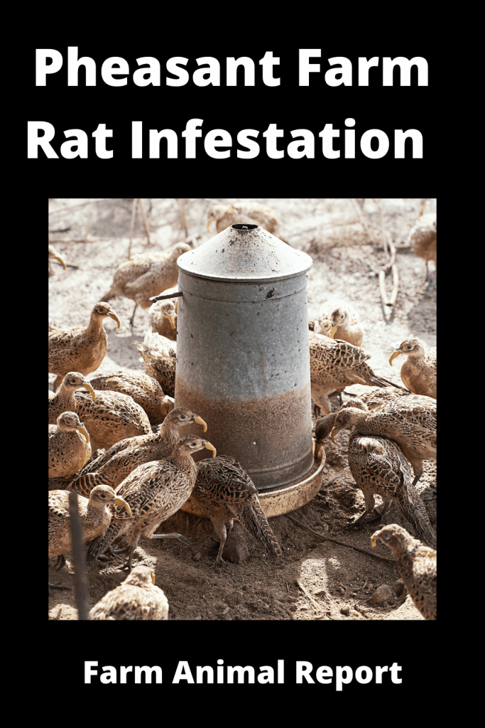 Pheasant Farm Rat Infestation What to do 5