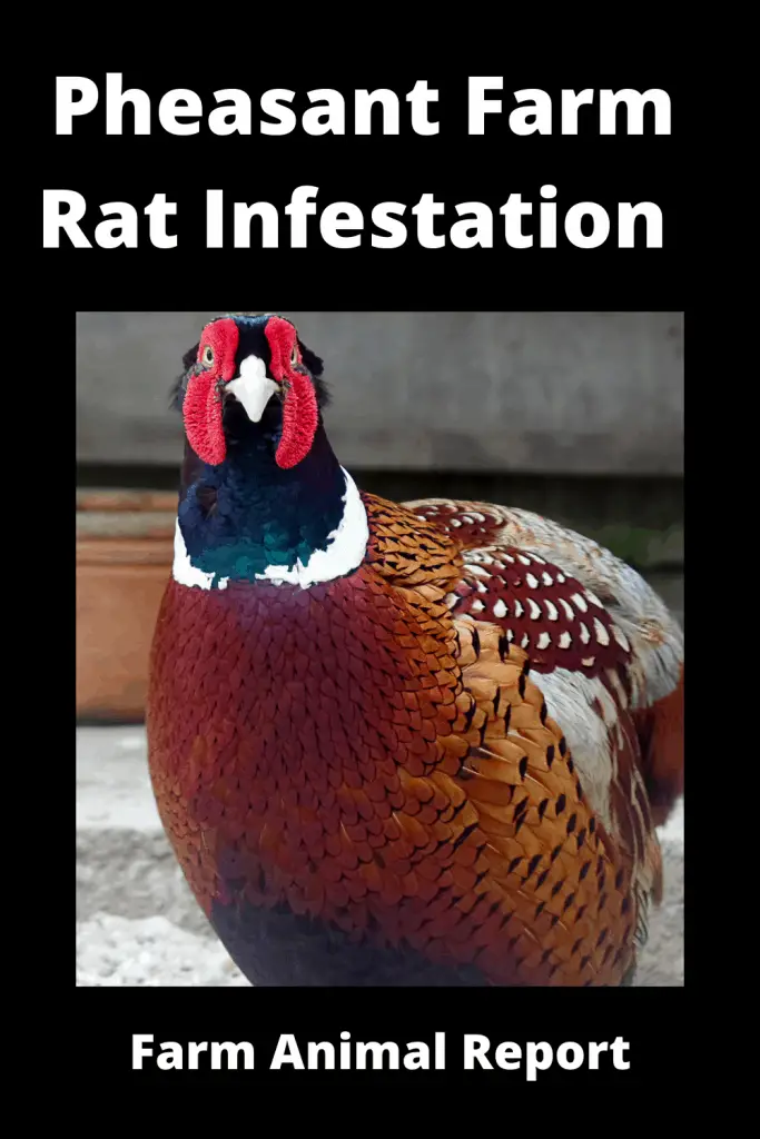 Pheasant Farm Rat Infestation What to do 2
