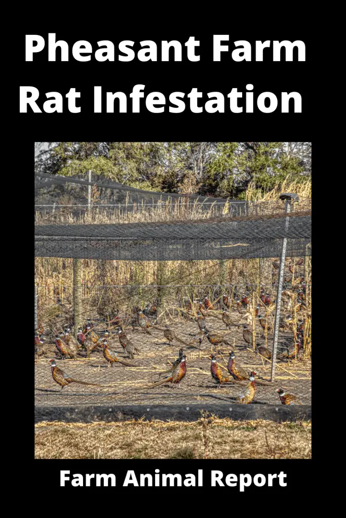 Pheasant Farm Rat Infestation What to do 1