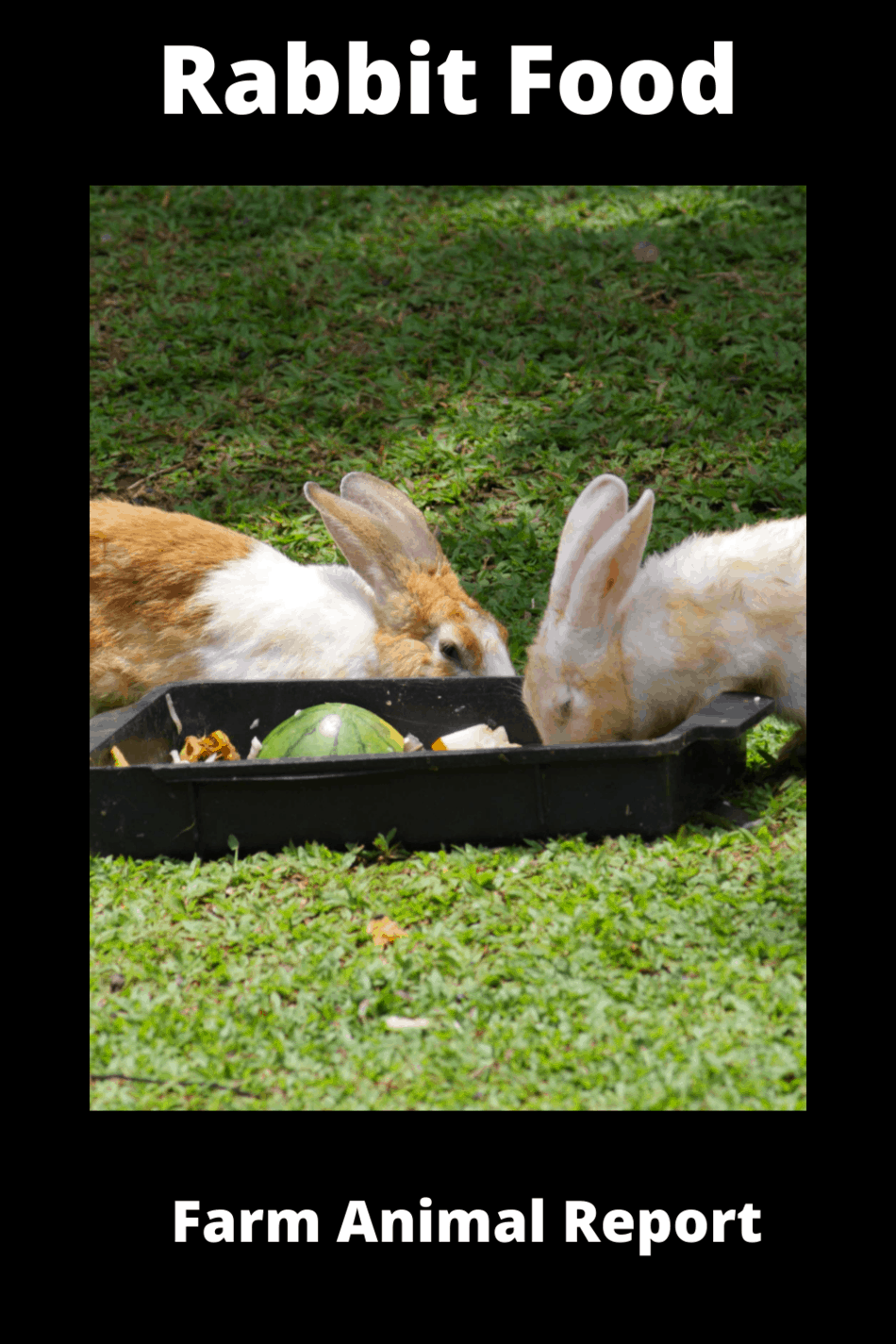 Ultimate Guide To Rabbit Foods