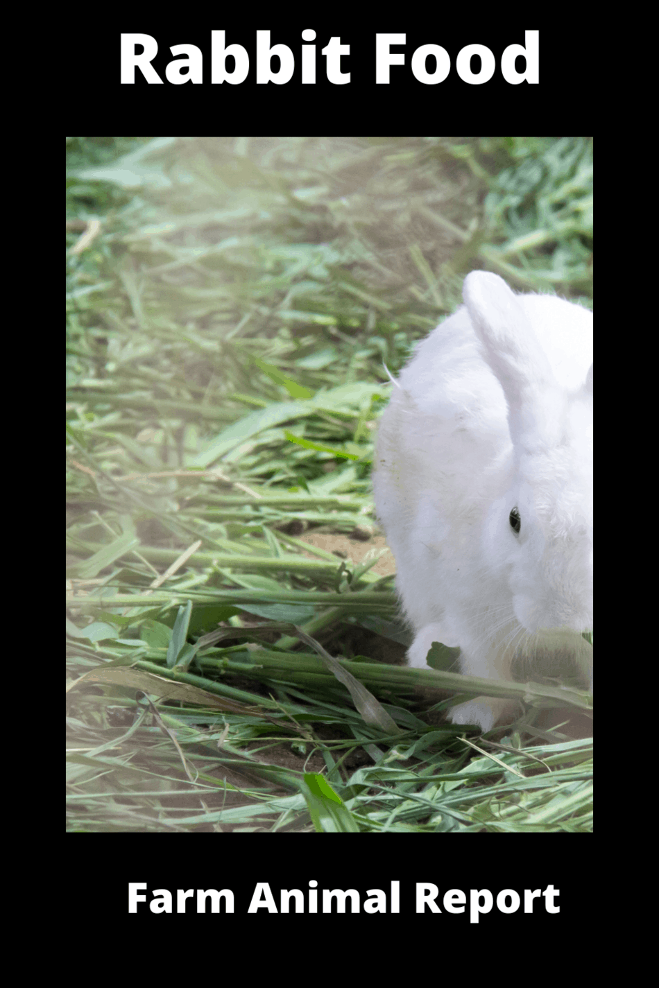 Ultimate Guide To Rabbit Foods