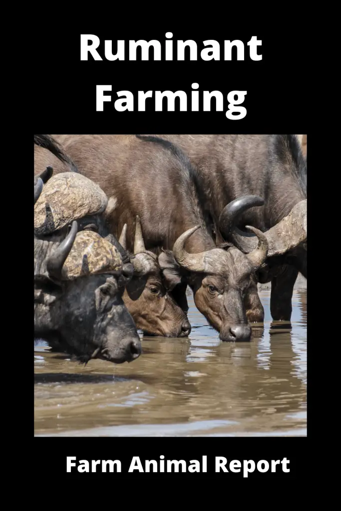 13 Types Ruminant Farming 2