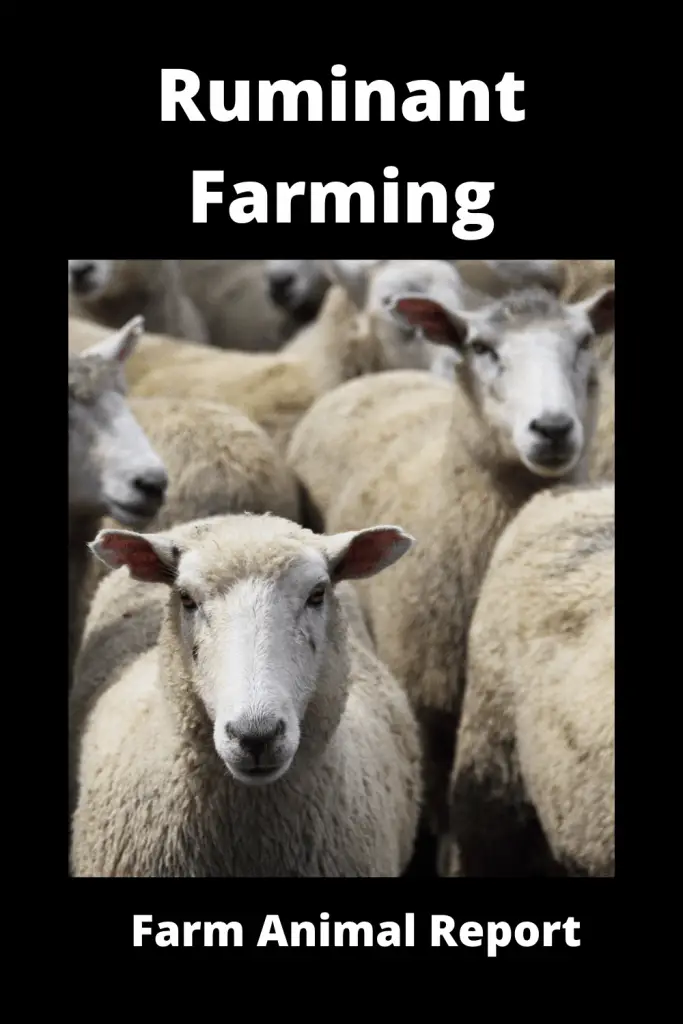 13 Types Ruminant Farming 5