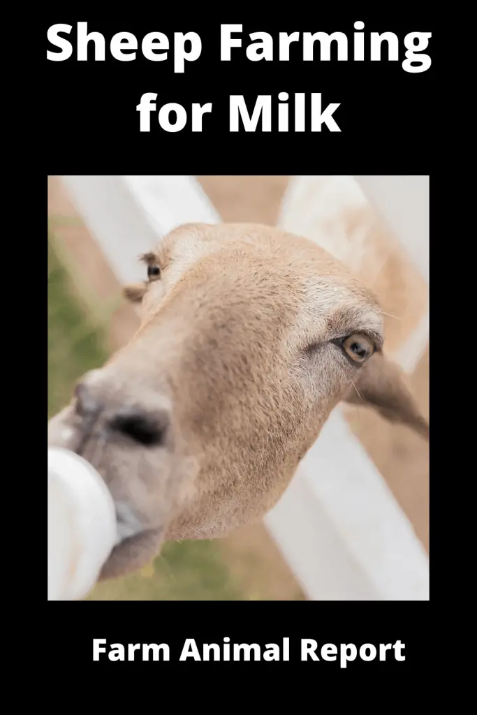Sheep Farming for Milk 3