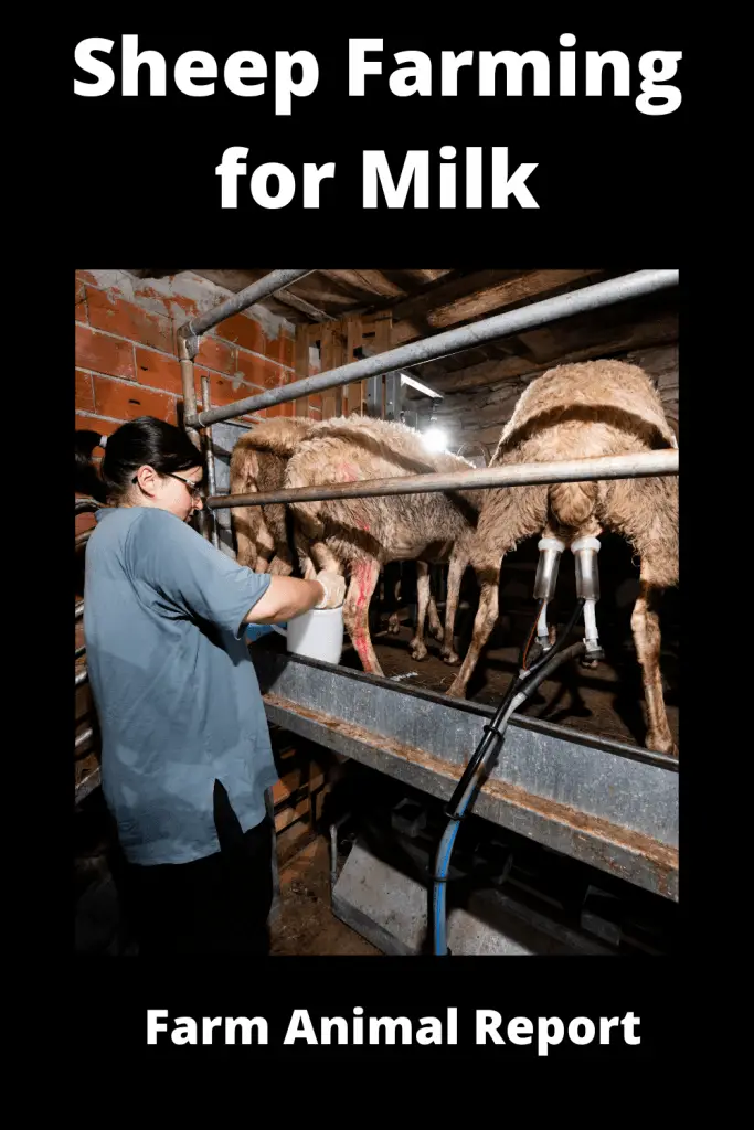 Sheep Farming for Milk 4