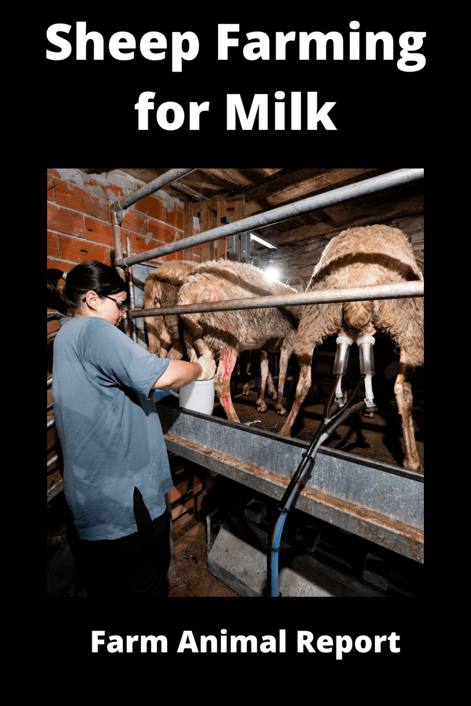 Sheep Farming For Milk