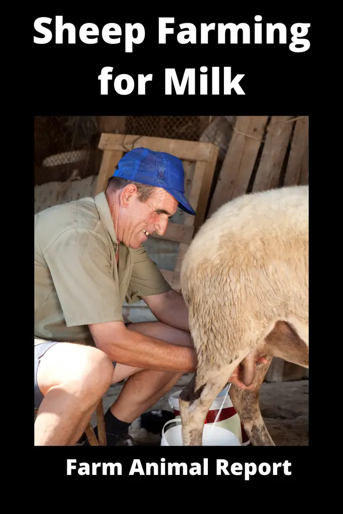 Sheep Farming for Milk 1