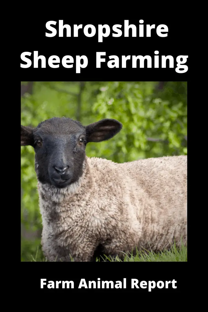 Ultimate Guide Shropshire Sheep Farming 3