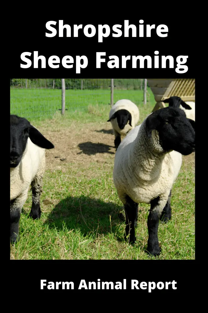 Ultimate Guide Shropshire Sheep Farming 2