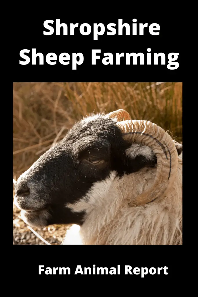Ultimate Guide Shropshire Sheep Farming 4
