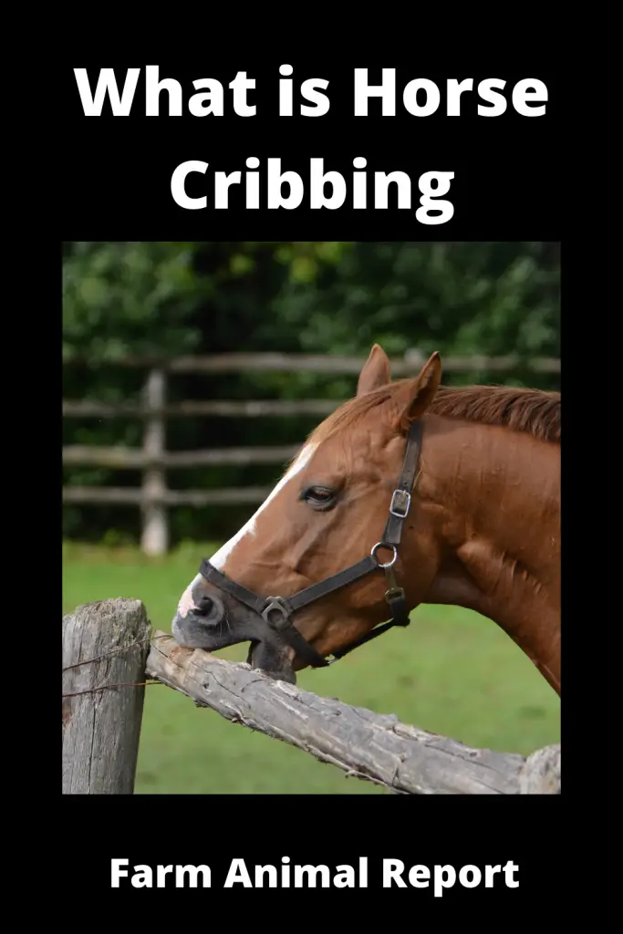 What is Horse Cribbing 1