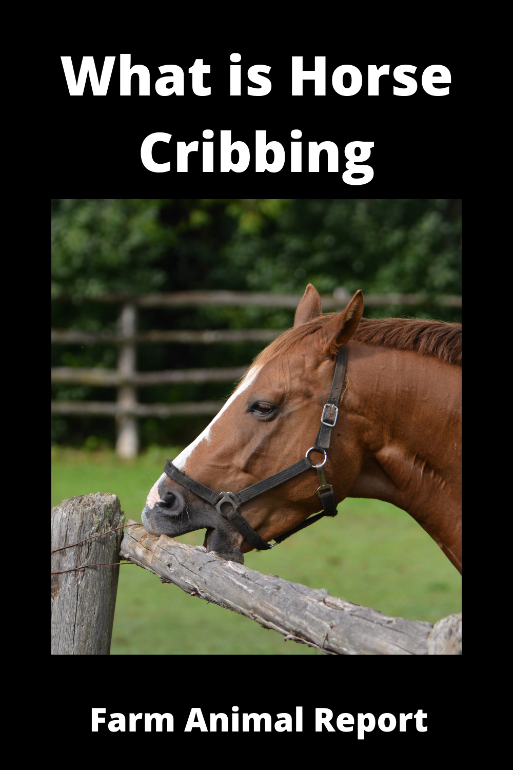 What Is Horse Cribbing